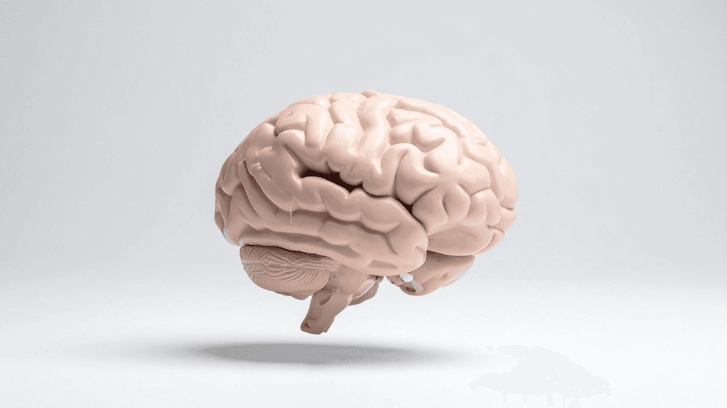 What Is the Highest IQ Ever Recorded?