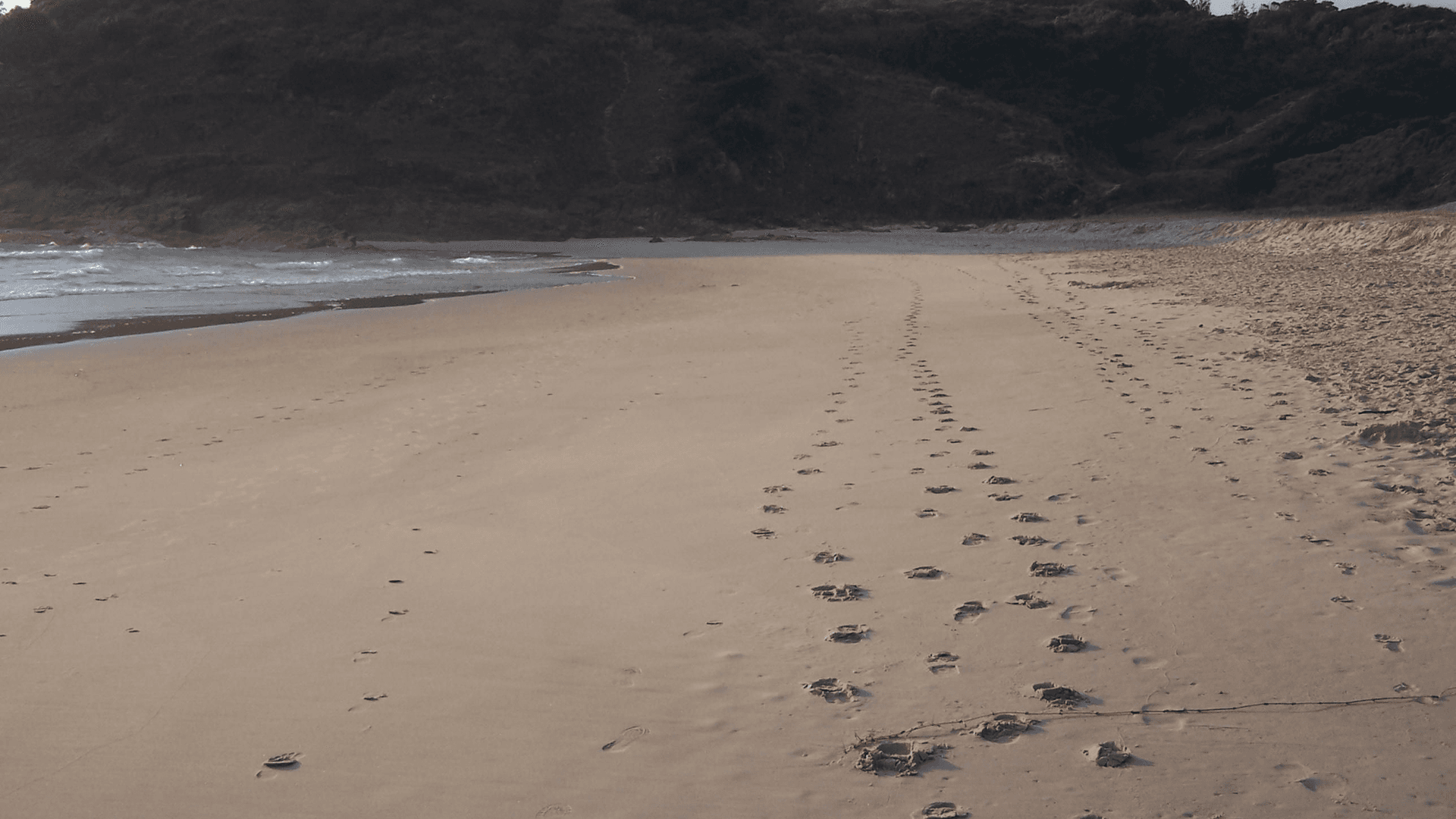 Walking Speed and Intelligence: Do Fast Walkers Have Higher IQs?