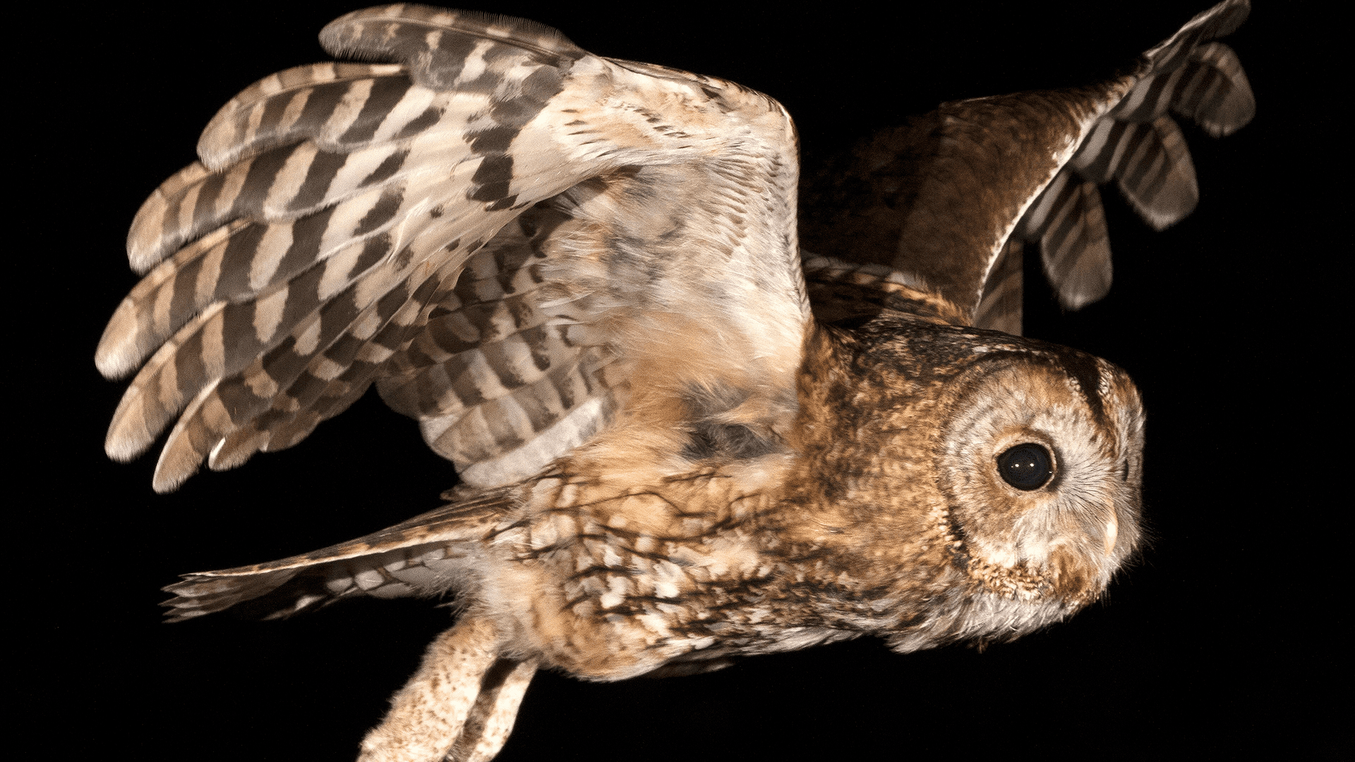 Night Owl IQ: Are Night Owls Really More Intelligent?