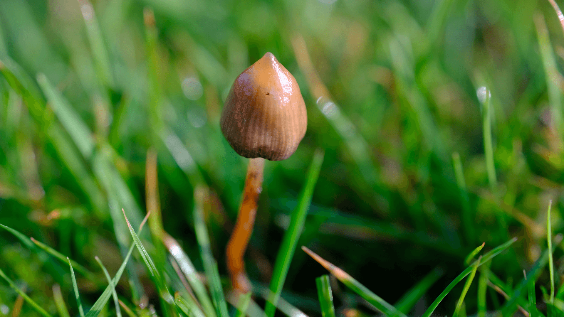 Psychedelics and IQ: Do They Make You Smarter?