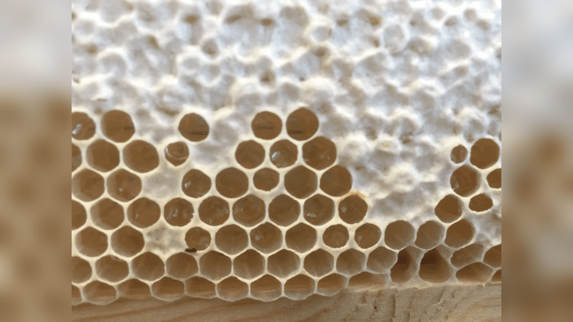 Does Honey Make You Smarter? What the Research Shows for IQ