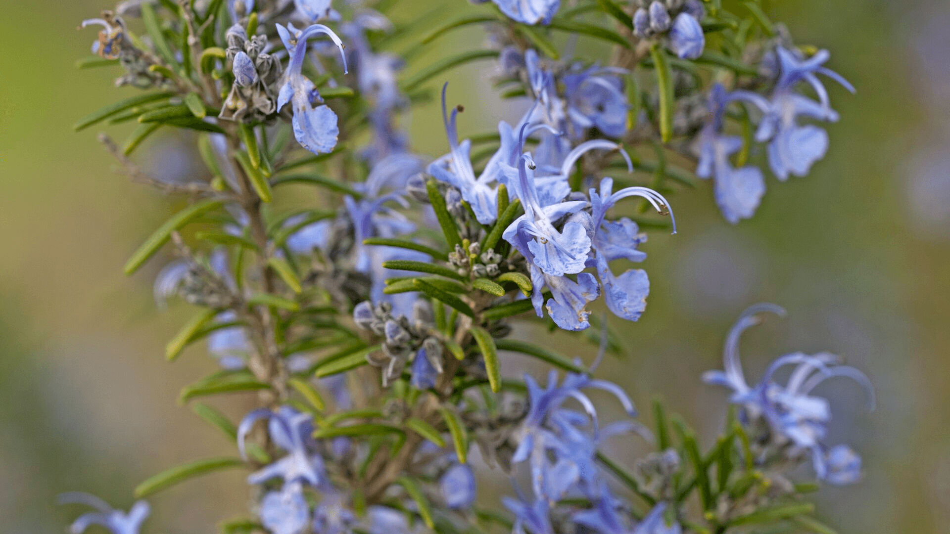 Does Rosemary Make You Smarter? What the Research Shows for IQ
