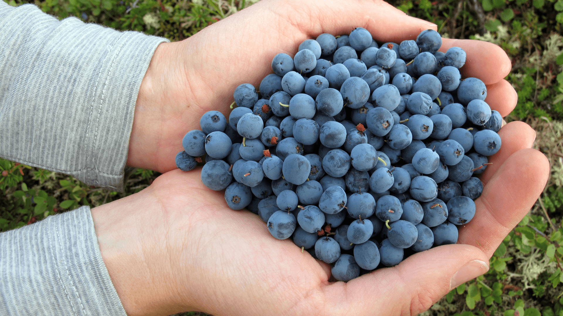 Do Blueberries Make You Smarter? What the Research Shows for IQ