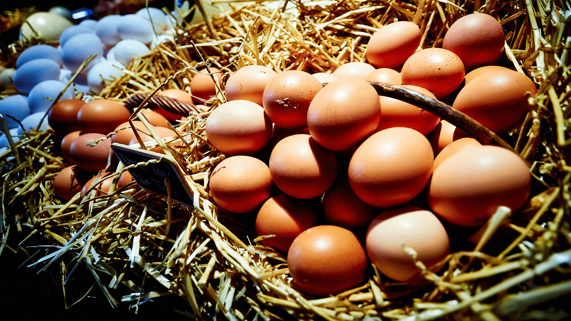 Eggs and IQ in Children: Do Eggs Make Kids Smarter?