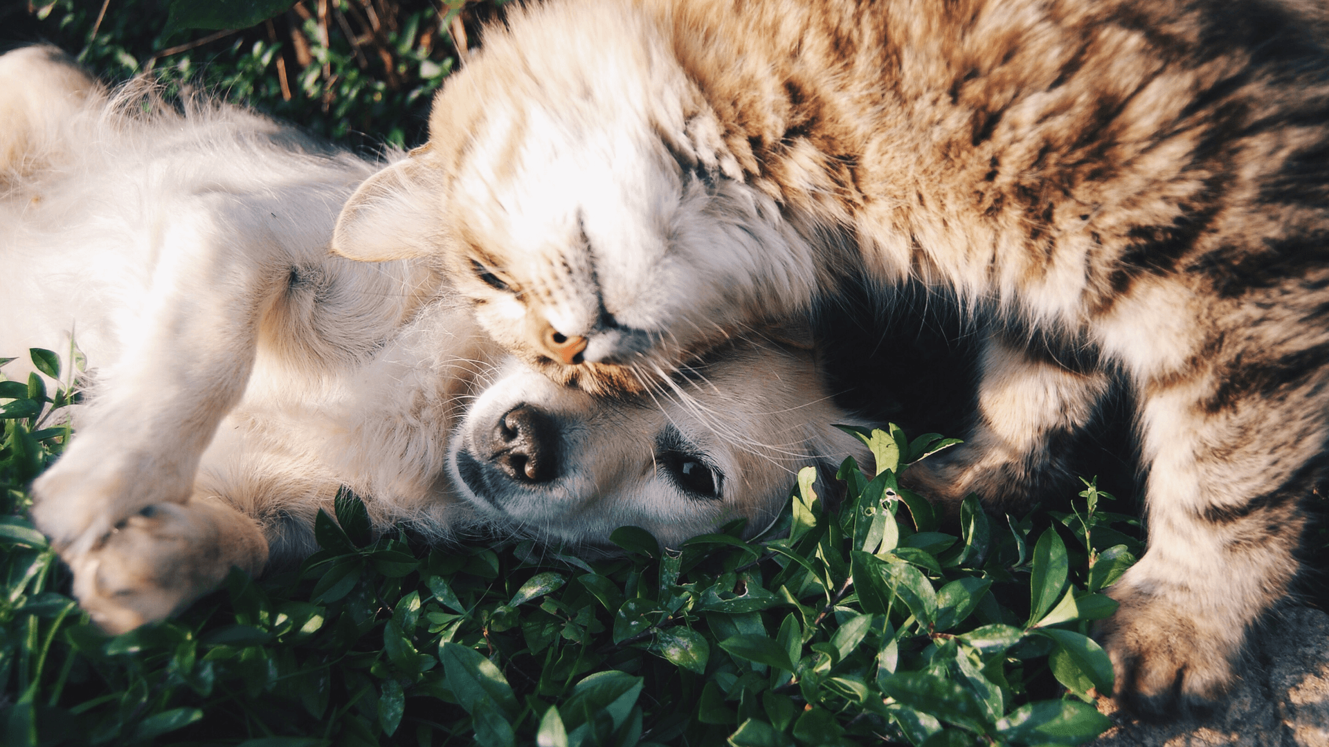Cat Owners and Intelligence: Are Cat People Really Smarter Than Dog People?