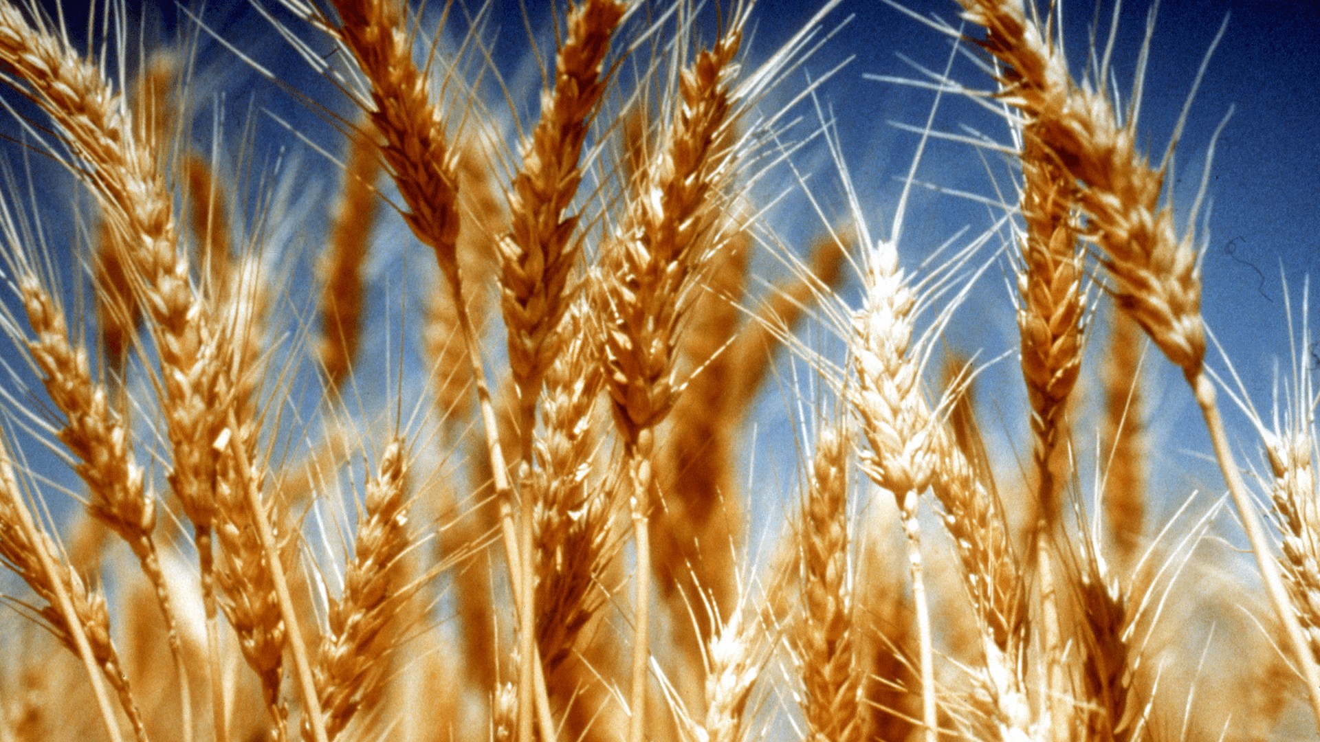 Celiac Disease and IQ: Does It Affect Intelligence?