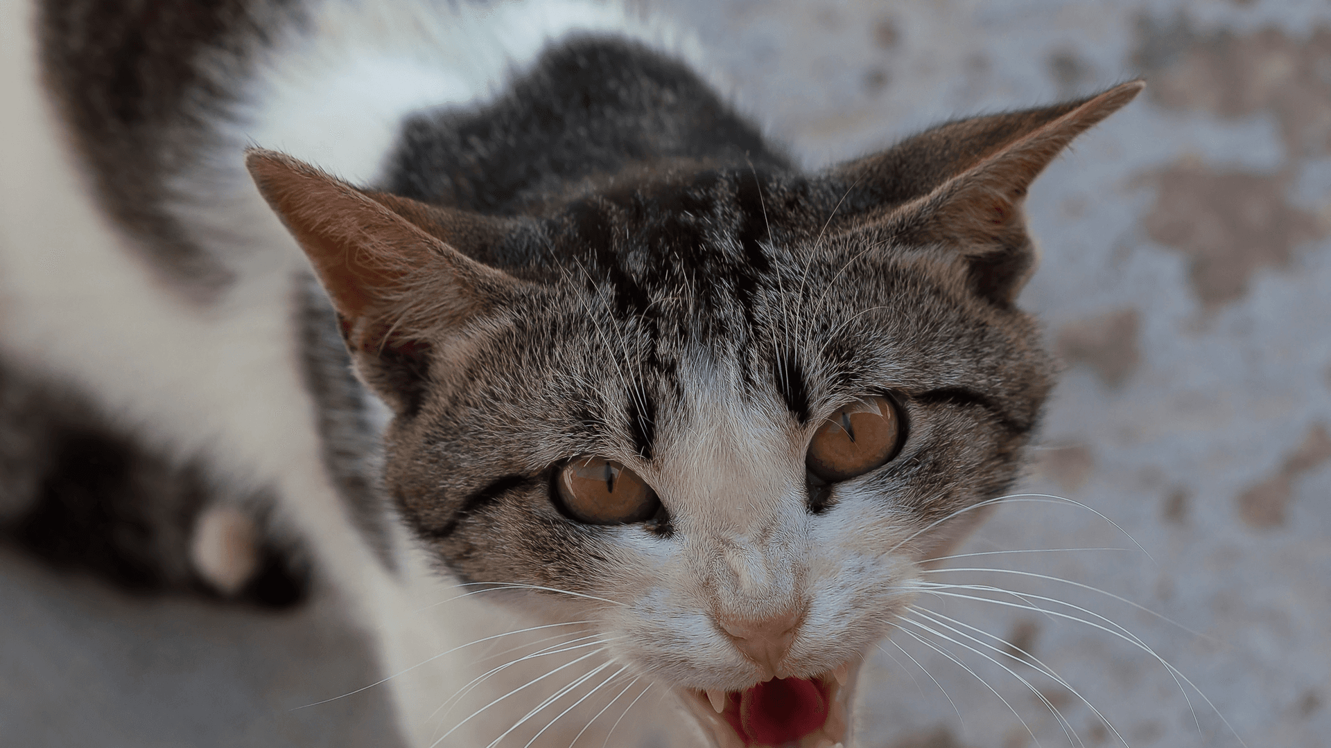 Anger and Intelligence: Is a Quick Temper a Sign of a High IQ?