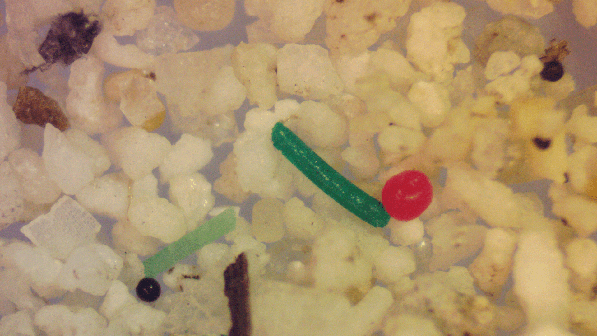 Microplastics and IQ: Do Microplastics Lower Intelligence?