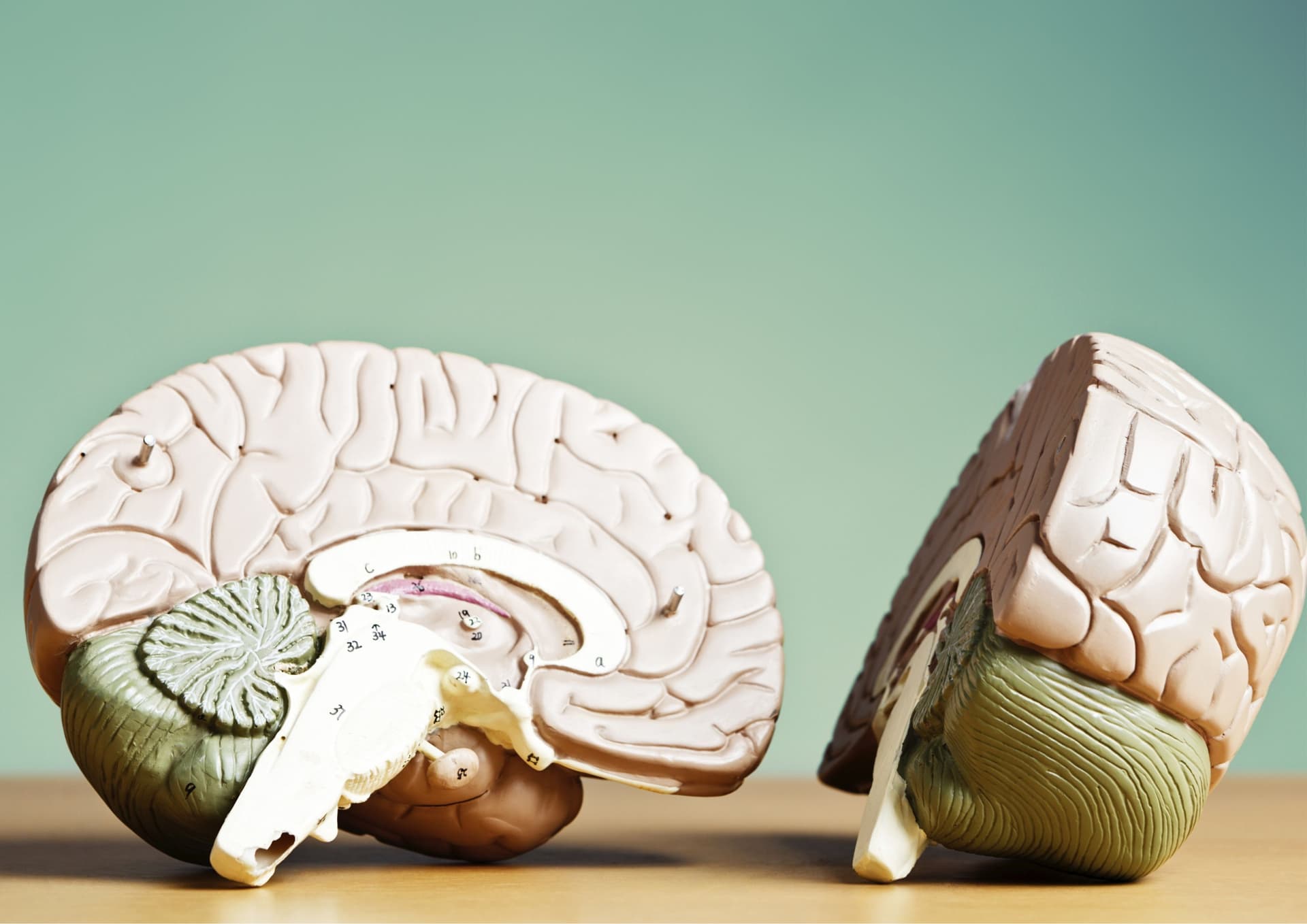 Does IQ Correspond to Brain Anatomy or Functioning?