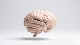 What Is the Highest IQ Ever Recorded?